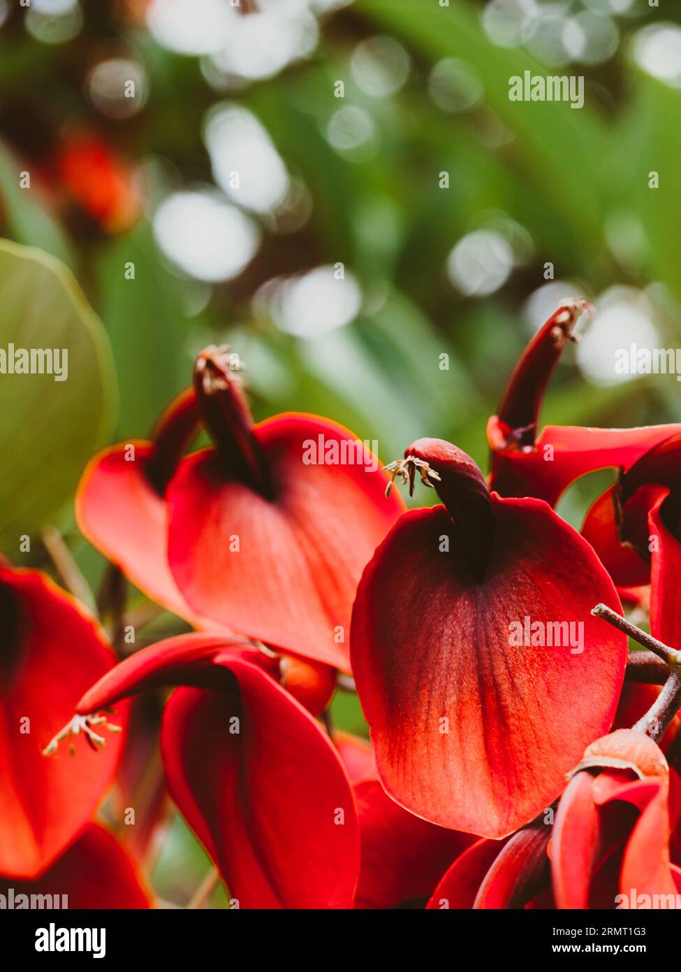 Erythrina crista-galli in fiore in autunno. Sfondo naturale verde e rosso Foto Stock