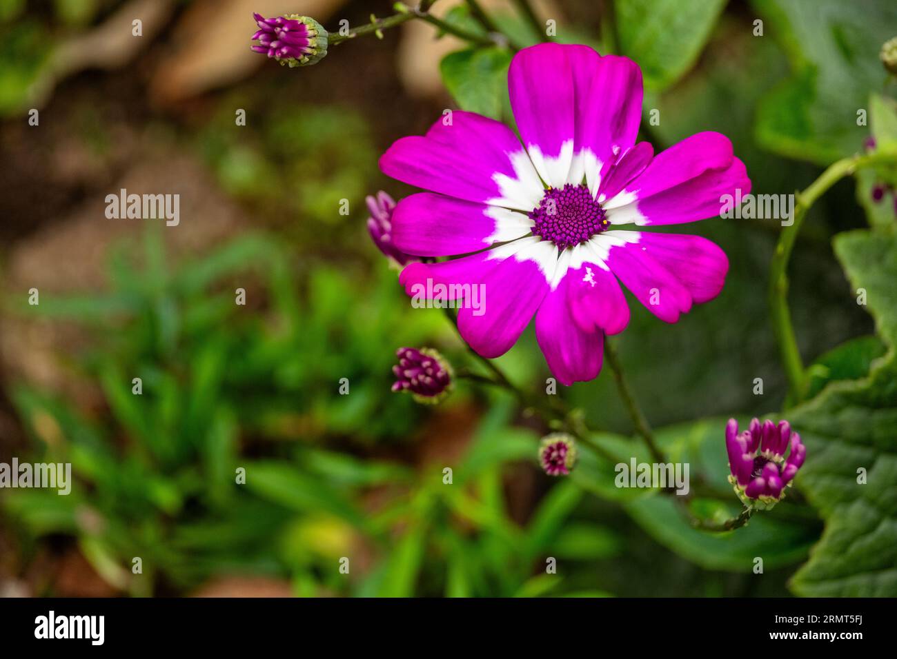 La cineraria è una pianta ibrida, un incrocio tra Pericallis cruenta e P. lanata, specie autoctone delle Azzorre e delle Isole Canarie. La cineraria lo e' Foto Stock