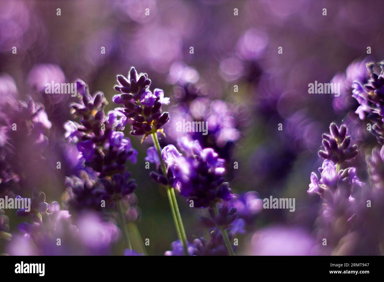 fiori di lavanda in giardino - sfondo astratto Foto Stock