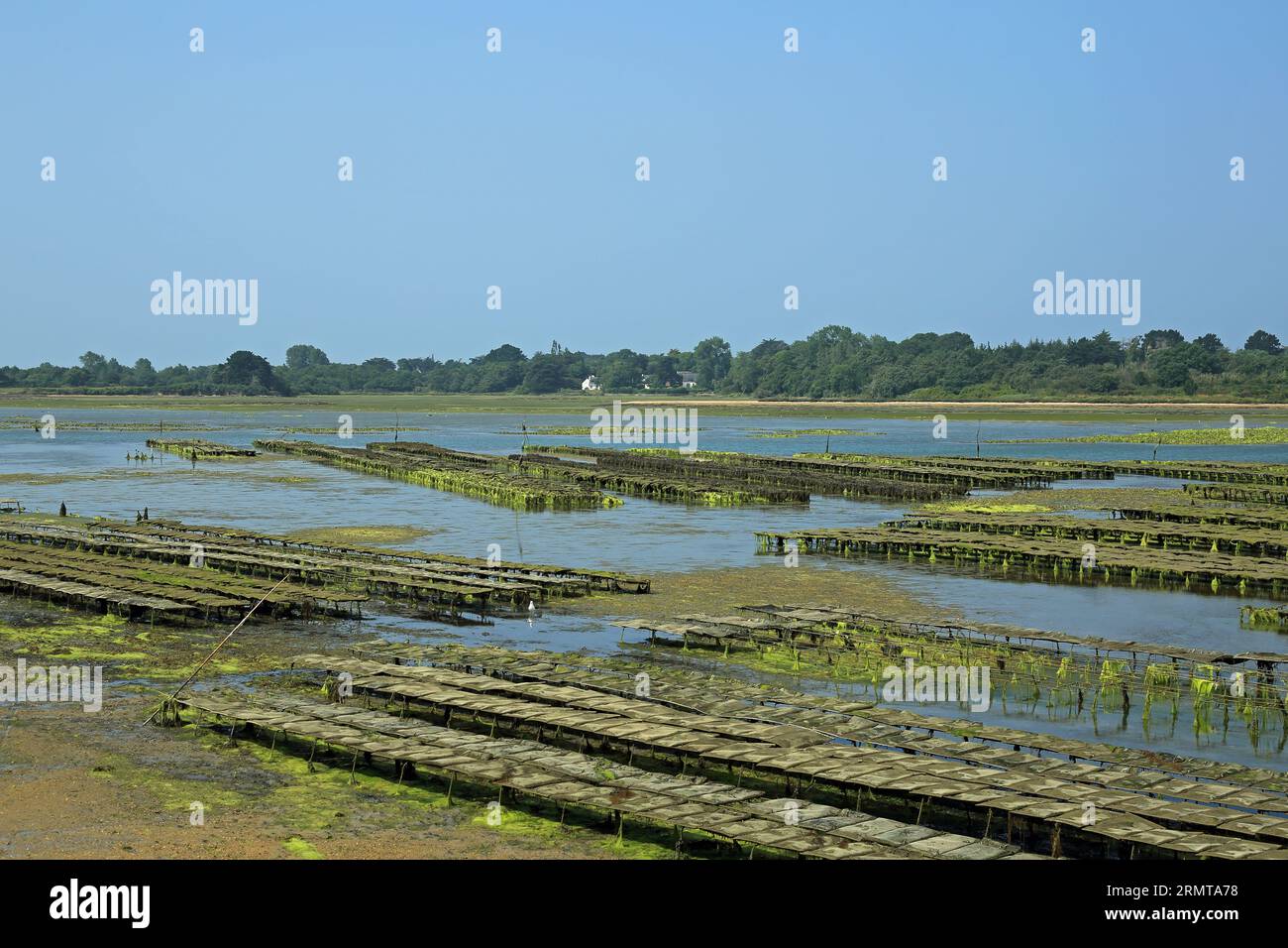 Vista sui letti di ostriche a le Poul da Pointe du Logeo, le Logeo, Sarzeau, Morbihan, Bretagna, Francia Foto Stock