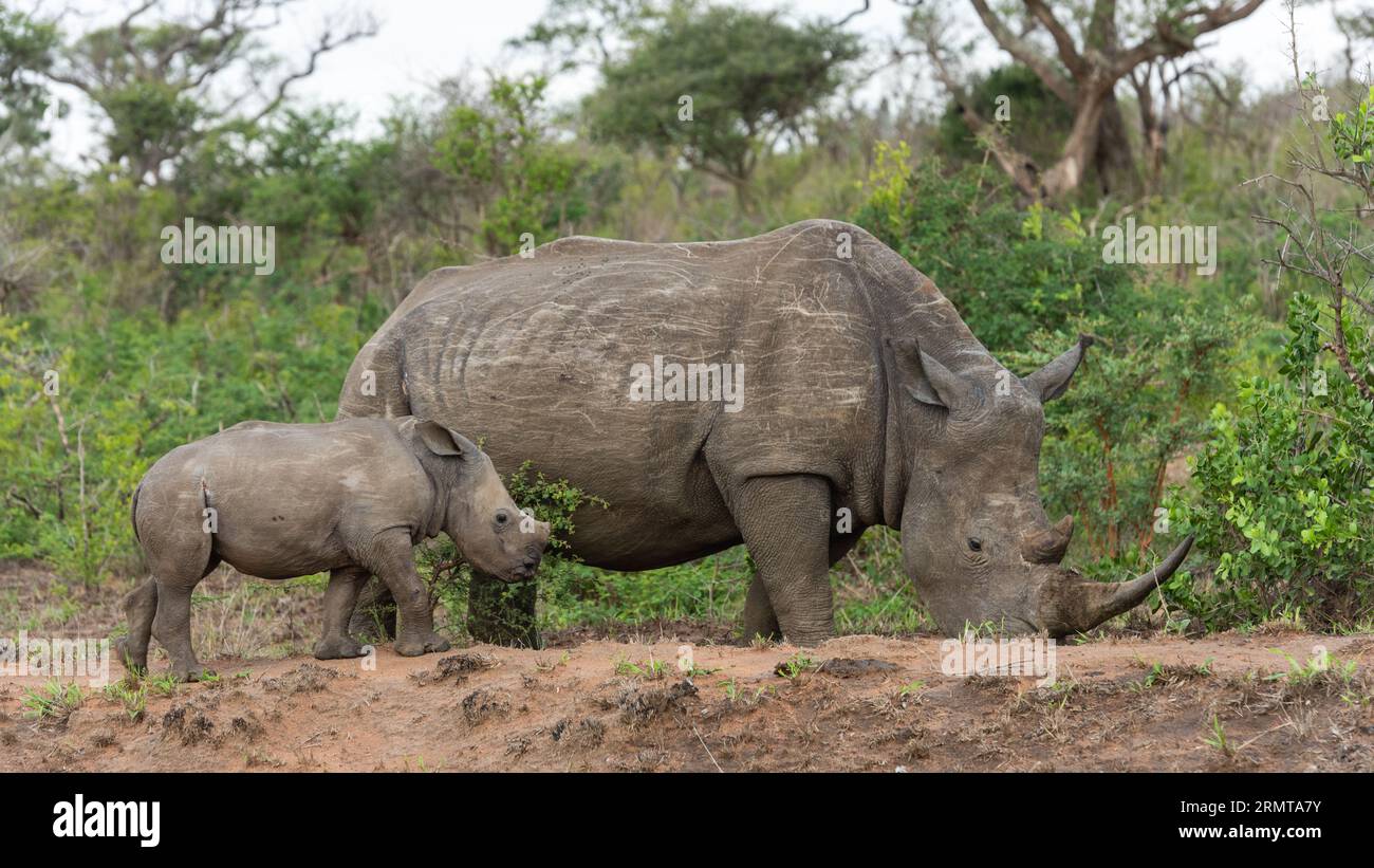 Femmina di rinoceronte bianco con il suo vitello che segue Foto Stock