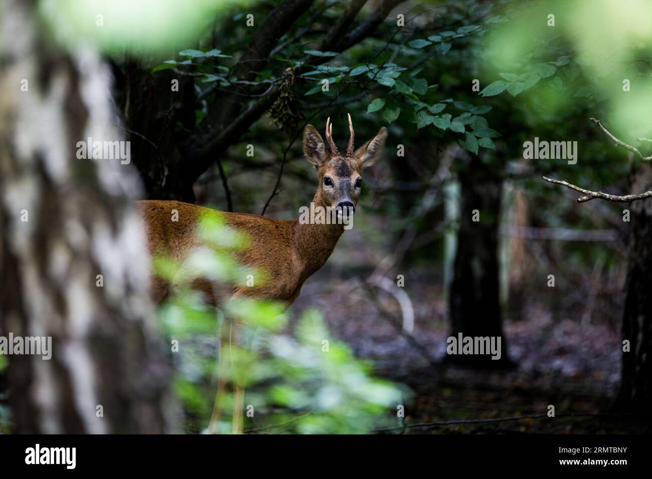 Wild Roe Deer Foto Stock