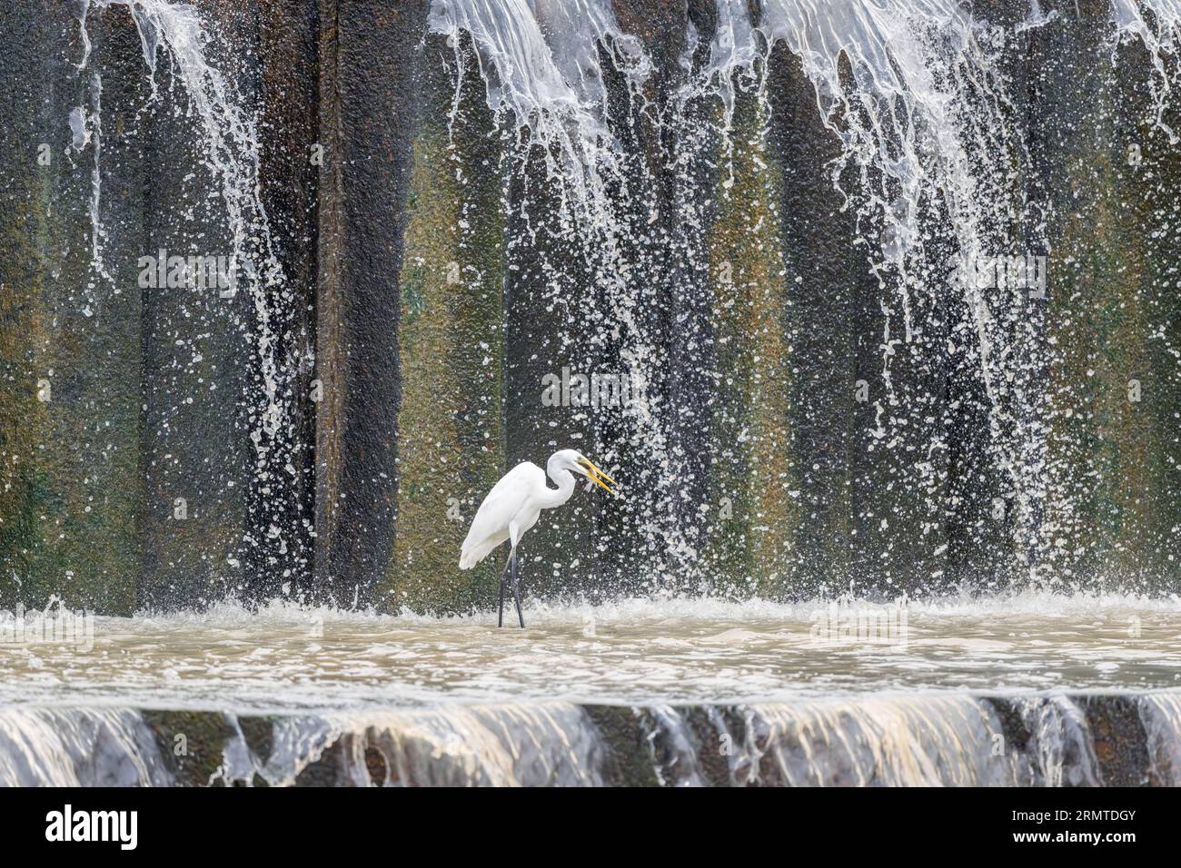 Un grande Egret si tuffa nelle acque poco profonde della diga di Warrego Weir, trasportando prede nel suo conto dopo aver appena catturato questo piccolo e grazioso portico. Foto Stock