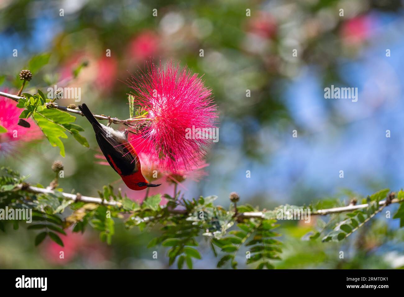 Appeso a testa in giù, uno Scarlet Honeyeater di recente arrivo contempla la possibilità di nutrirsi della fioritura di un arbusto di polvere rossa. Foto Stock