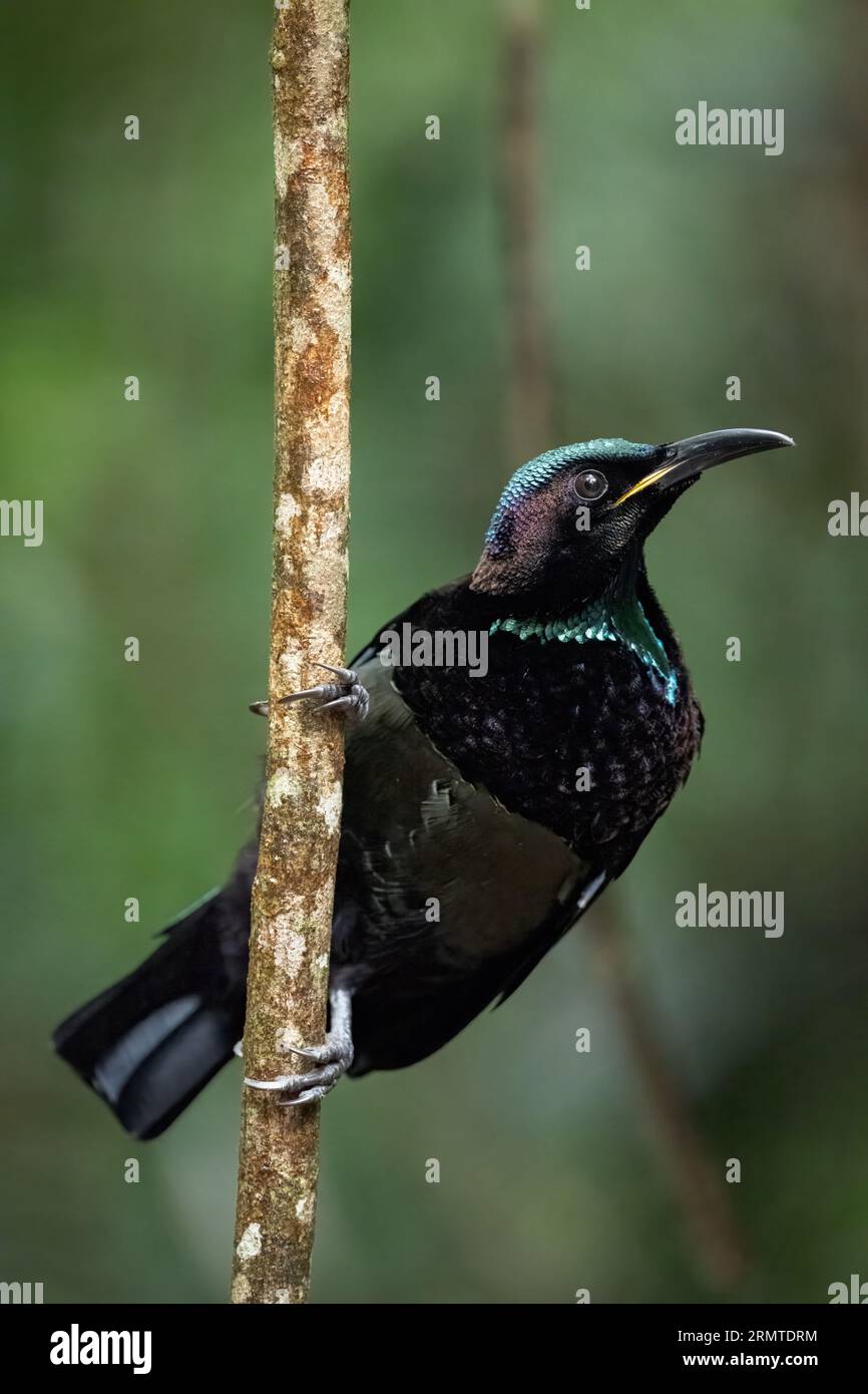 Un magnifico uccello da fucilieri maschio di Victoria è appollaiato verticalmente su una piccola e sottile foresta pluviale in cerca di cibo. Foto Stock