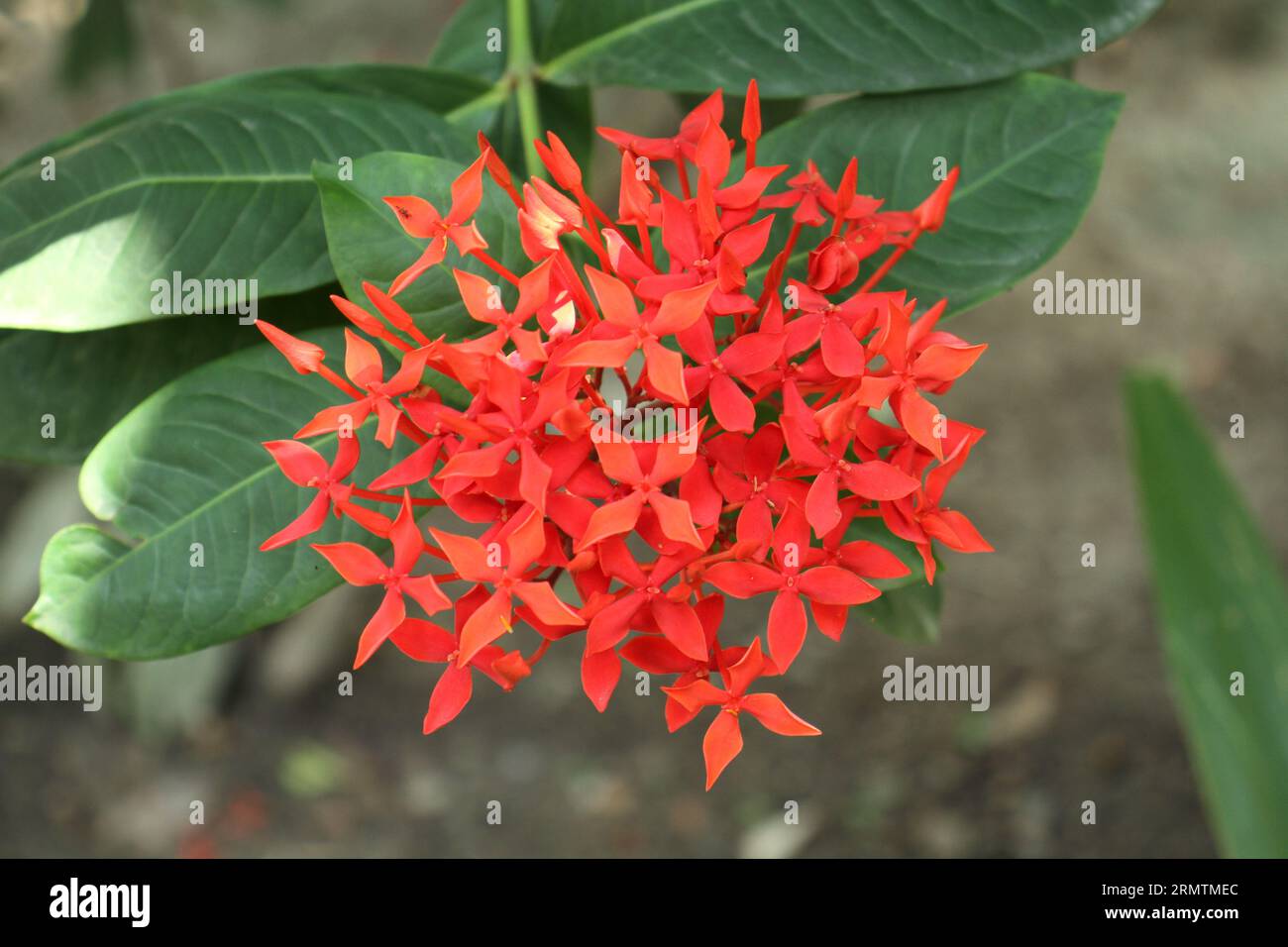 I fiori rossi con foglie verdi in giardino. Foto Stock