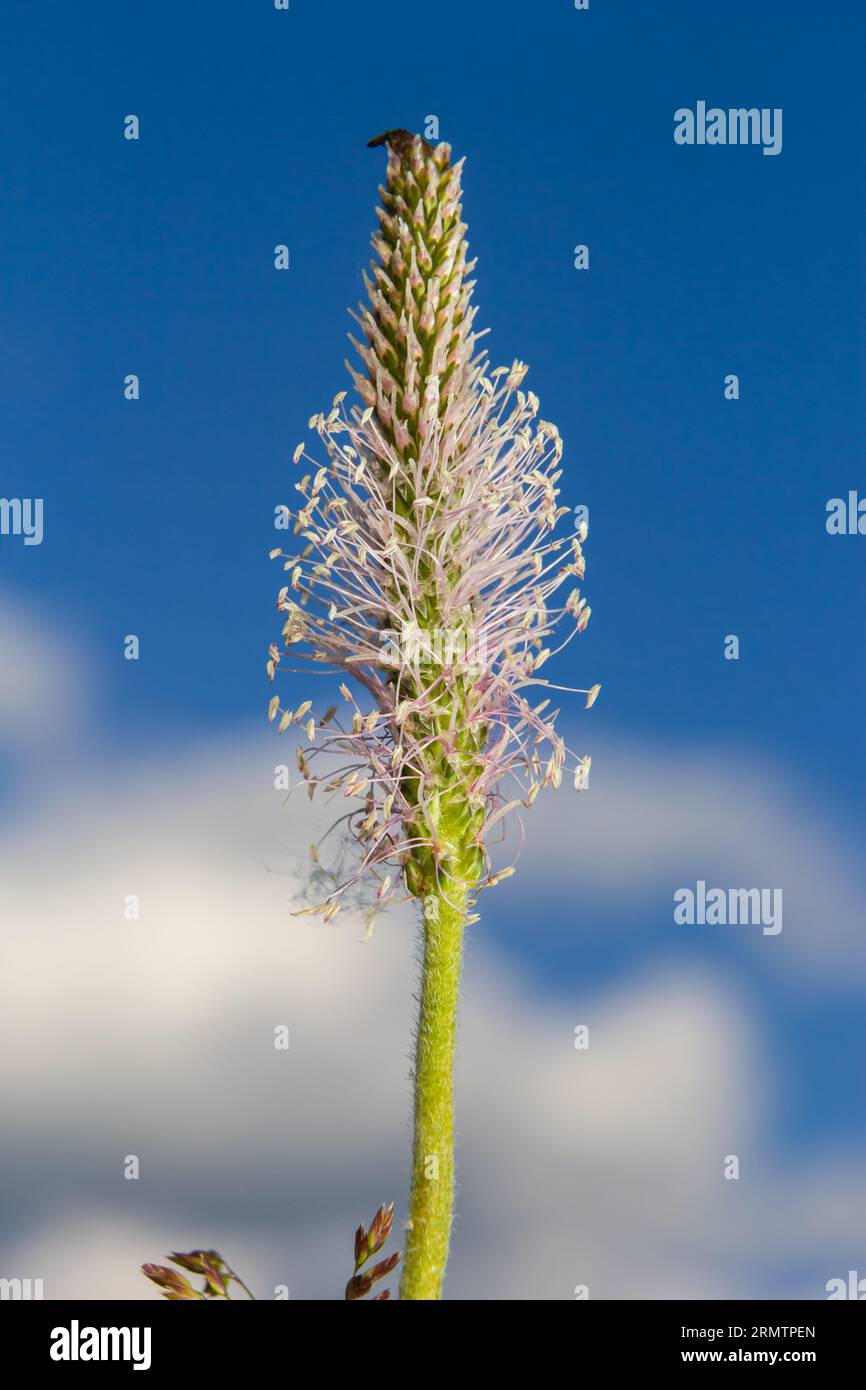 Il plantano lanceolata, Plantago lanceolata, è un'erba medicinale che ha proprietà anti-tosse ed ha effetti anti-infiammatori ed antibiotici. Foto Stock