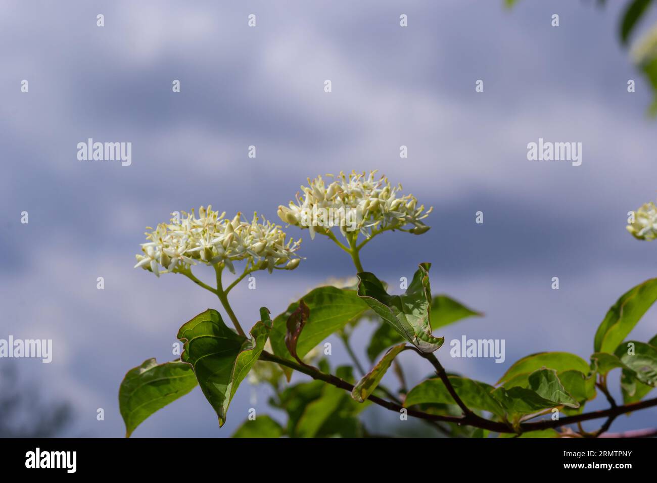 Cornus sanguinea - pianta di dogwood rossa in fiore e foglia intera. Cornus drummondii, con piccoli fiori bianchi. Arbusto fiorito di Cornus controversa in spr Foto Stock