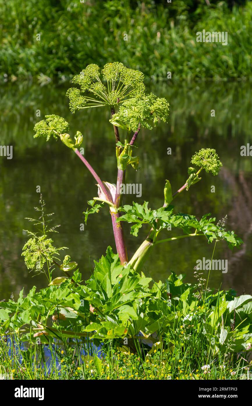 Angelica, Angelica, archangelica, appartiene alla pianta selvatica con fiori verdi. È una pianta medicinale importante ed è anche usata in medicina. Foto Stock