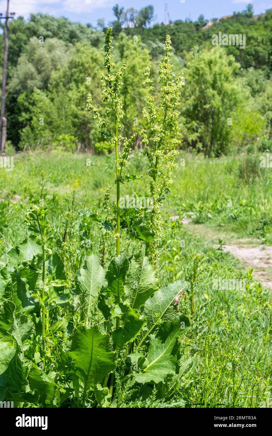 Una fioritura di fiore verde brillante di sorgo all'aperto in natura nel soleggiato giugno nella stagione estiva. Rumex confertus. Foto Stock