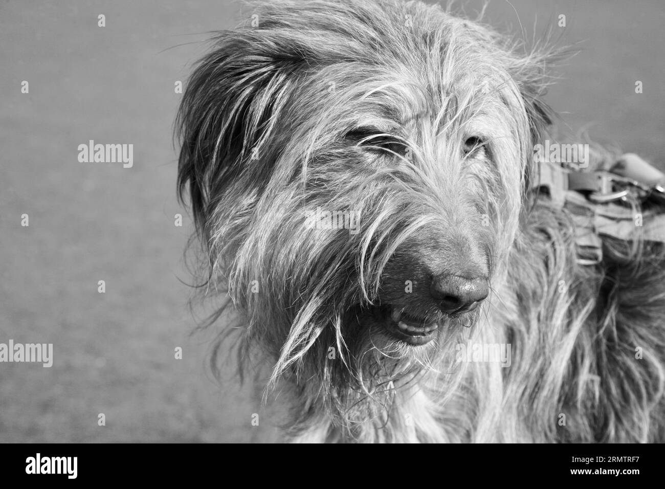 Un cane dall'aspetto scruffato nel parco Foto Stock