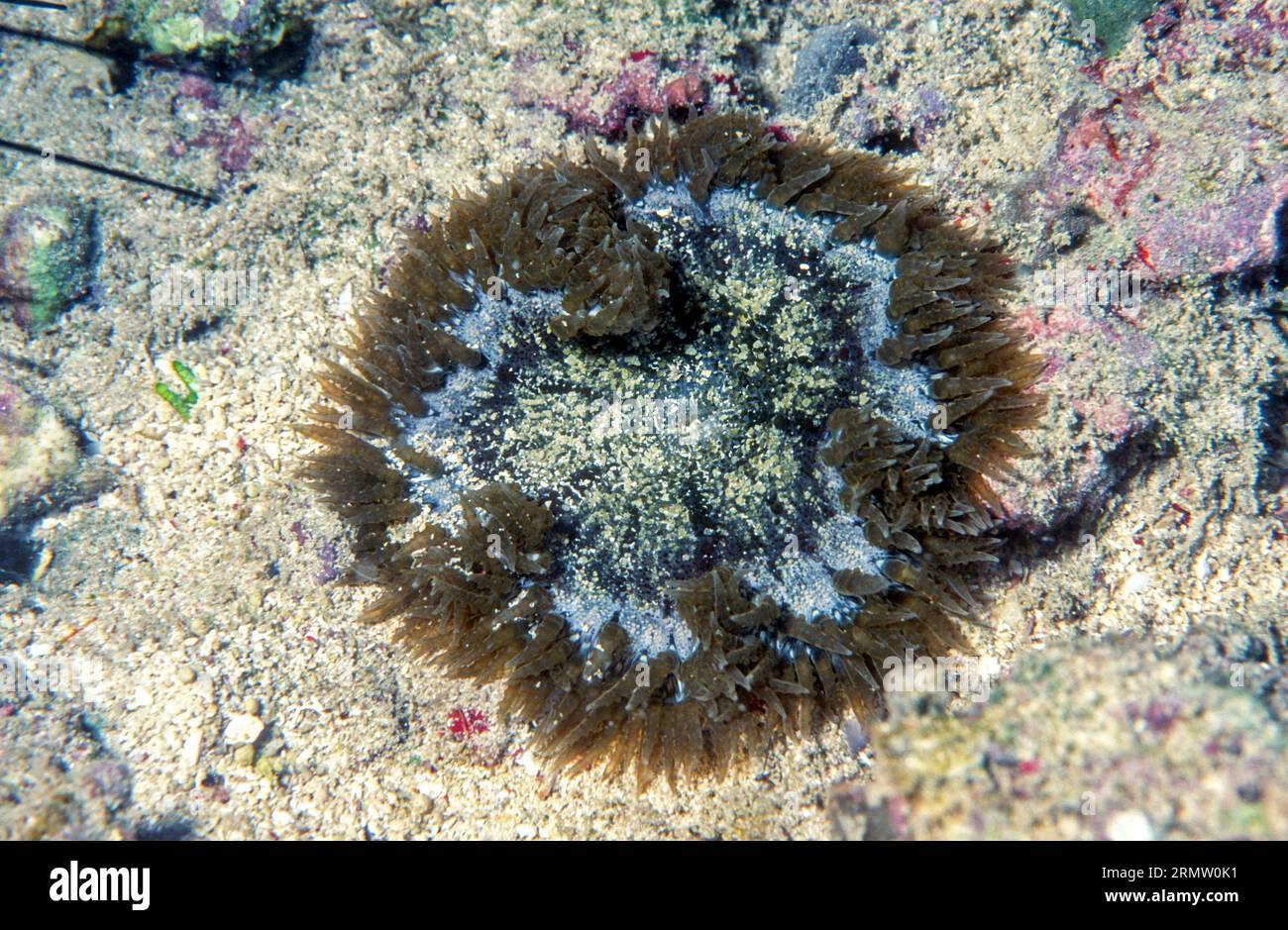 Anemone di fiori di roccia (Epicystis crucifer) da Porto Rico, nei Caraibi. Foto Stock