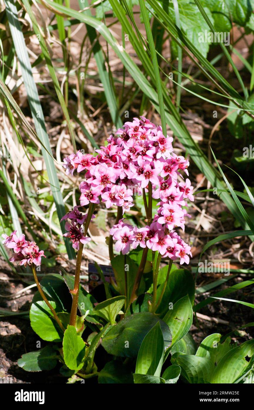 Bergenia cordifolia Purpurea Elefanti orecchie Fiori di piante Foto Stock
