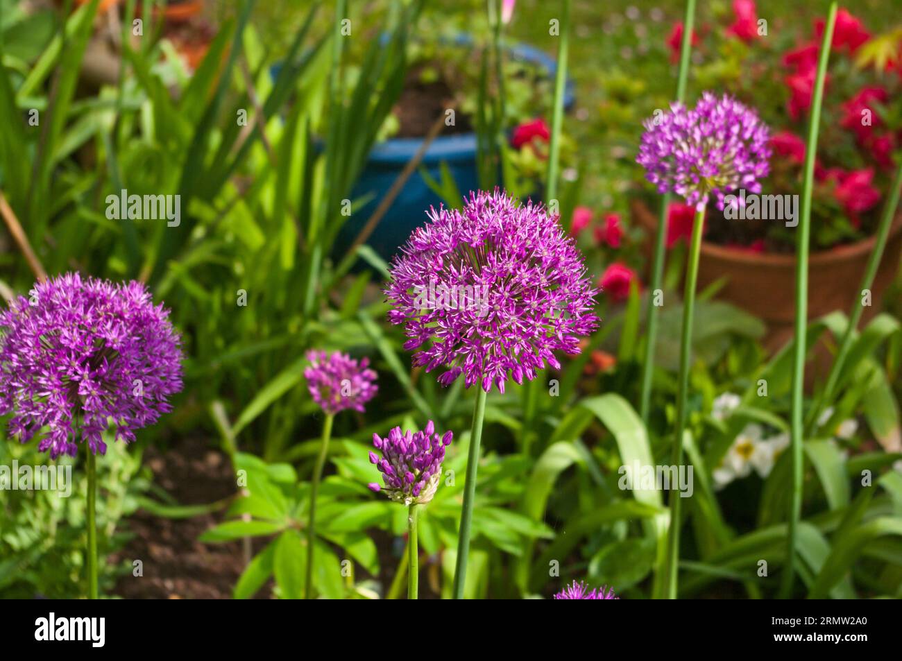 Allium hollandicum sensazione di colore viola Foto Stock