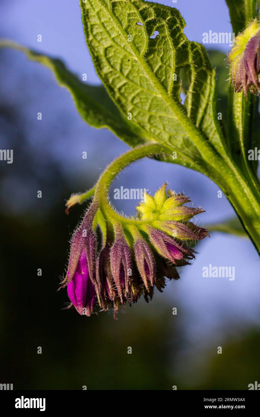 Nel prato, tra le erbe selvatiche fiorisce il cofido Symphytum officinale. Foto Stock