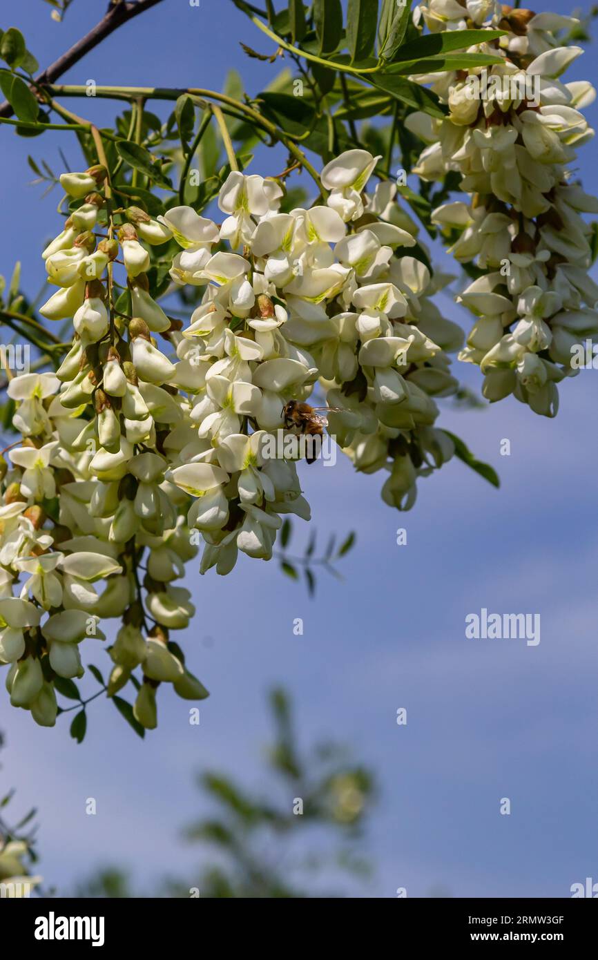 Abbondante fiore ramo di acacia di Robinia pseudoacacia, falsa acacia, nero locusta vicino. Fonte di nettare per miele tenero ma fragrante. Locusta Foto Stock