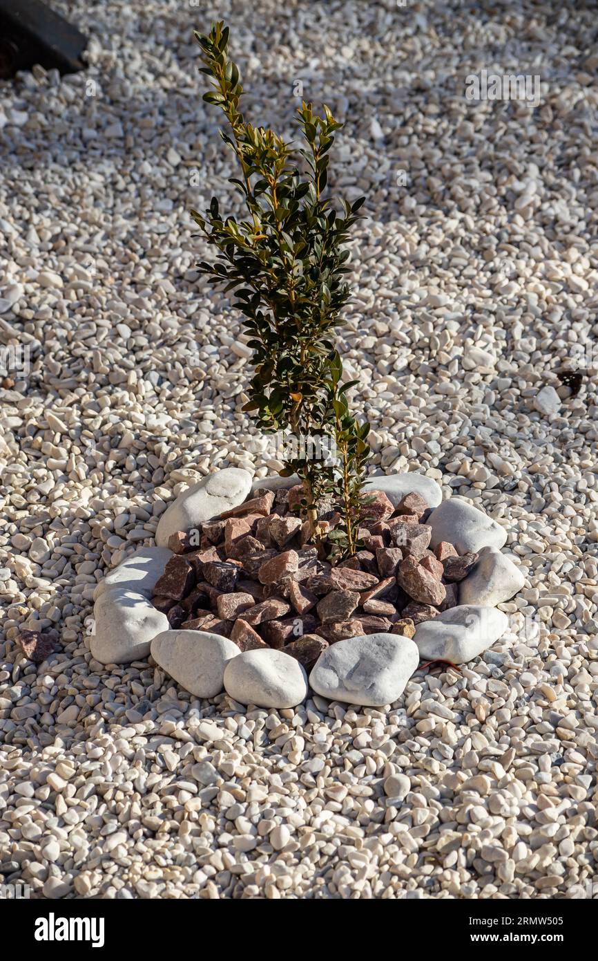 Arbusto ornamentale in bosso nel giardino. sullo sfondo di un'aiuola nel parco. Foto Stock