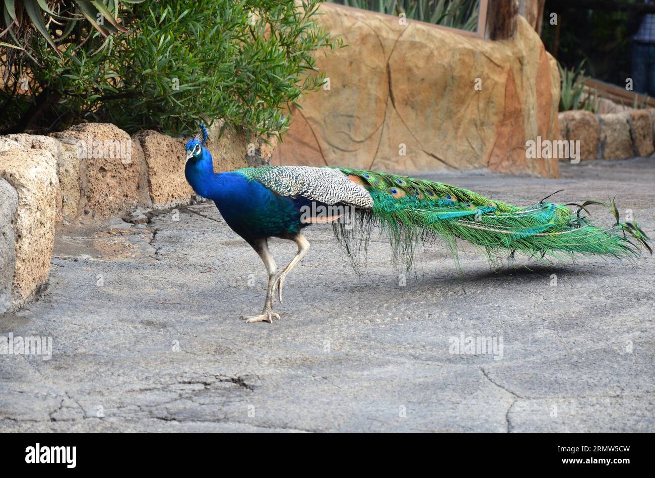 Colorful male peacock side view in Tenerife Foto Stock