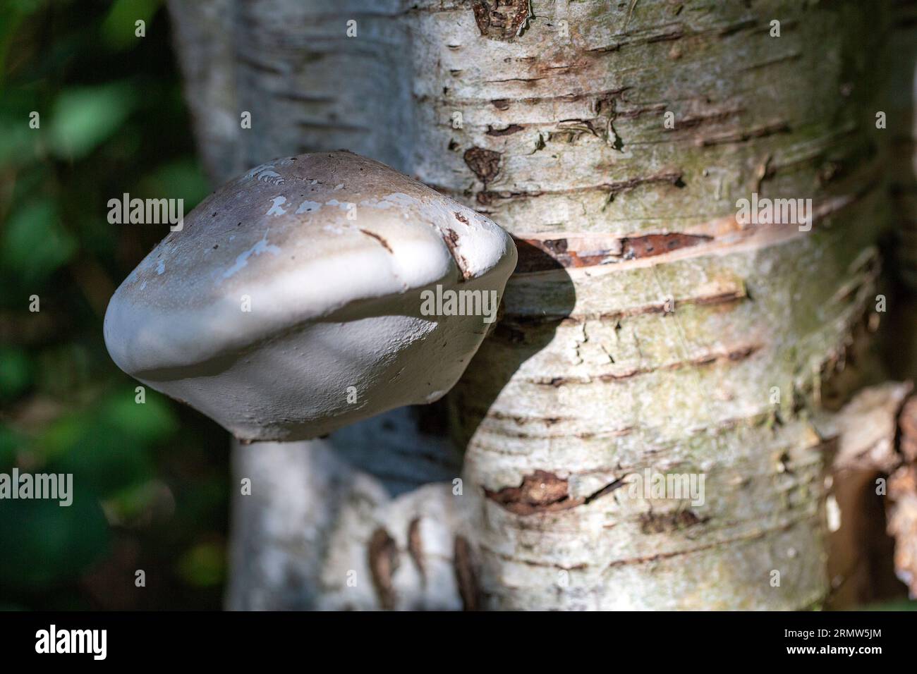 Fungo poliporo di betulla (Fomitopsis betulina (precedentemente Piptoporus betulinus)) sul tronco di betulla Foto Stock