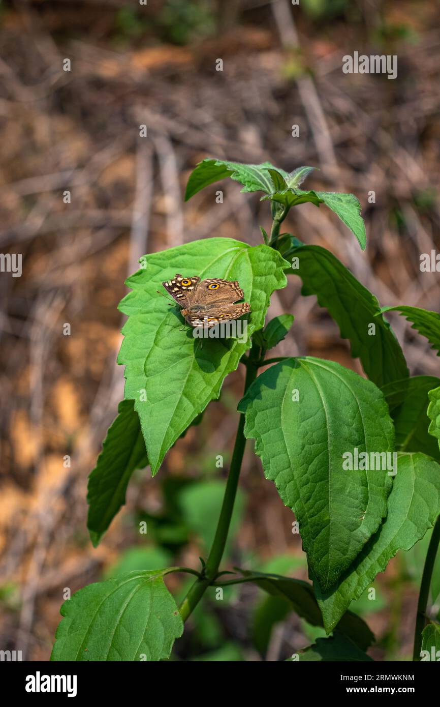 Farfalla poggiata su foglie verdi, con colori vivaci e dettagli intricati. Foto Stock