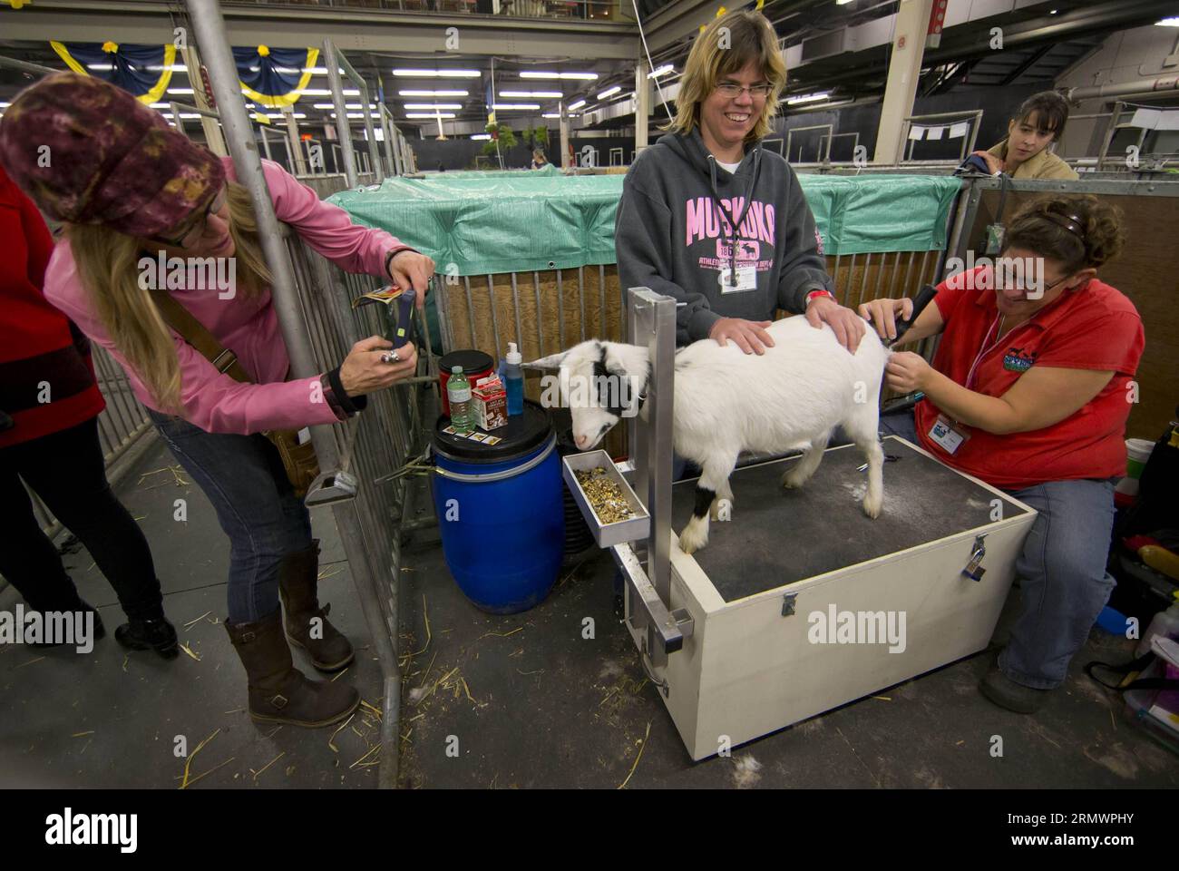 TORONTO, 07.11.2014 - Una donna scatta foto di tosatura di pecore con il suo smartphone durante la 92a Royal Agricultural Winter Fair presso il Direct Energy Centre di Toronto, Canada, 7 novembre 2014. Come uno dei più grandi spettacoli agricoli al coperto del mondo, l'evento annuale di dieci giorni ha avuto inizio qui venerdì. ) CANADA-TORONTO-FIERA INVERNALE AGRICOLA ZouxZheng PUBLICATIONxNOTxINxCHN Toronto 07 11 2014 una donna scatta foto di pecora con il suo smartphone durante la Royal Agricultural Winter Fair PRESSO il Direct Energy Centre di Toronto Canada 7 novembre 2014 come uno dei più grandi indoor Agricultura Foto Stock