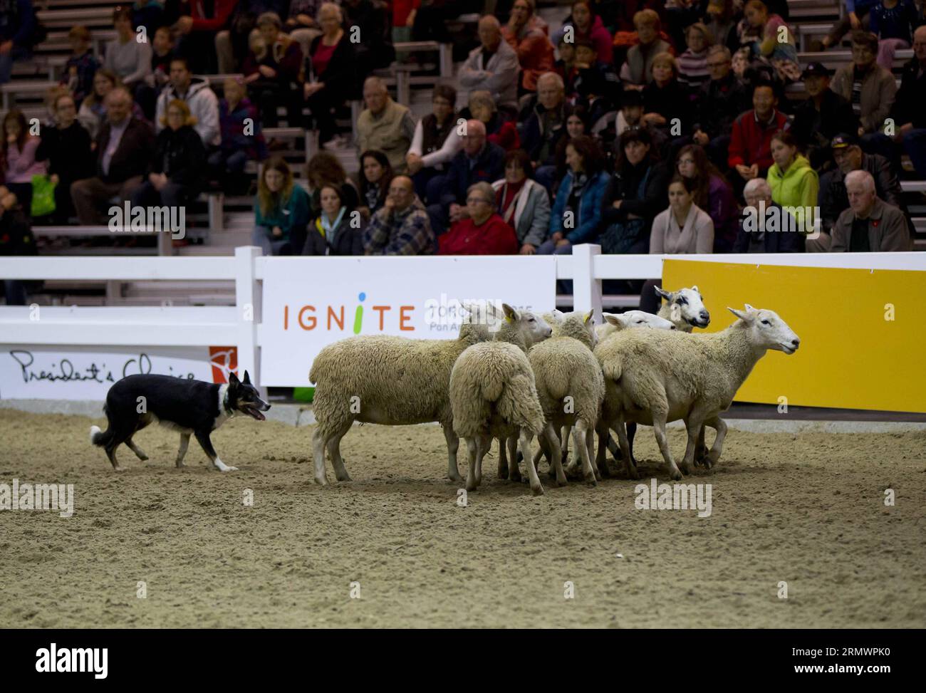 TORONTO, 07.11.2014 - la gente assiste allo spettacolo di pastori di pecore durante la 92a Royal Agricultural Winter Fair presso il Direct Energy Centre di Toronto, Canada, 7 novembre 2014. Come uno dei più grandi spettacoli agricoli al coperto del mondo, l'evento annuale di dieci giorni ha avuto inizio qui venerdì. ) CANADA-TORONTO-FIERA INVERNALE AGRICOLA ZouxZheng PUBLICATIONxNOTxINxCHN Toronto 07 11 2014 Celebrities Watch Shepherd Dog Herding Sheep Show durante la Royal Agricultural Winter Fair PRESSO il Direct Energy Centre di Toronto Canada 7 novembre 2014 come uno dei più grandi spettacoli agricoli indoor del mondo Foto Stock