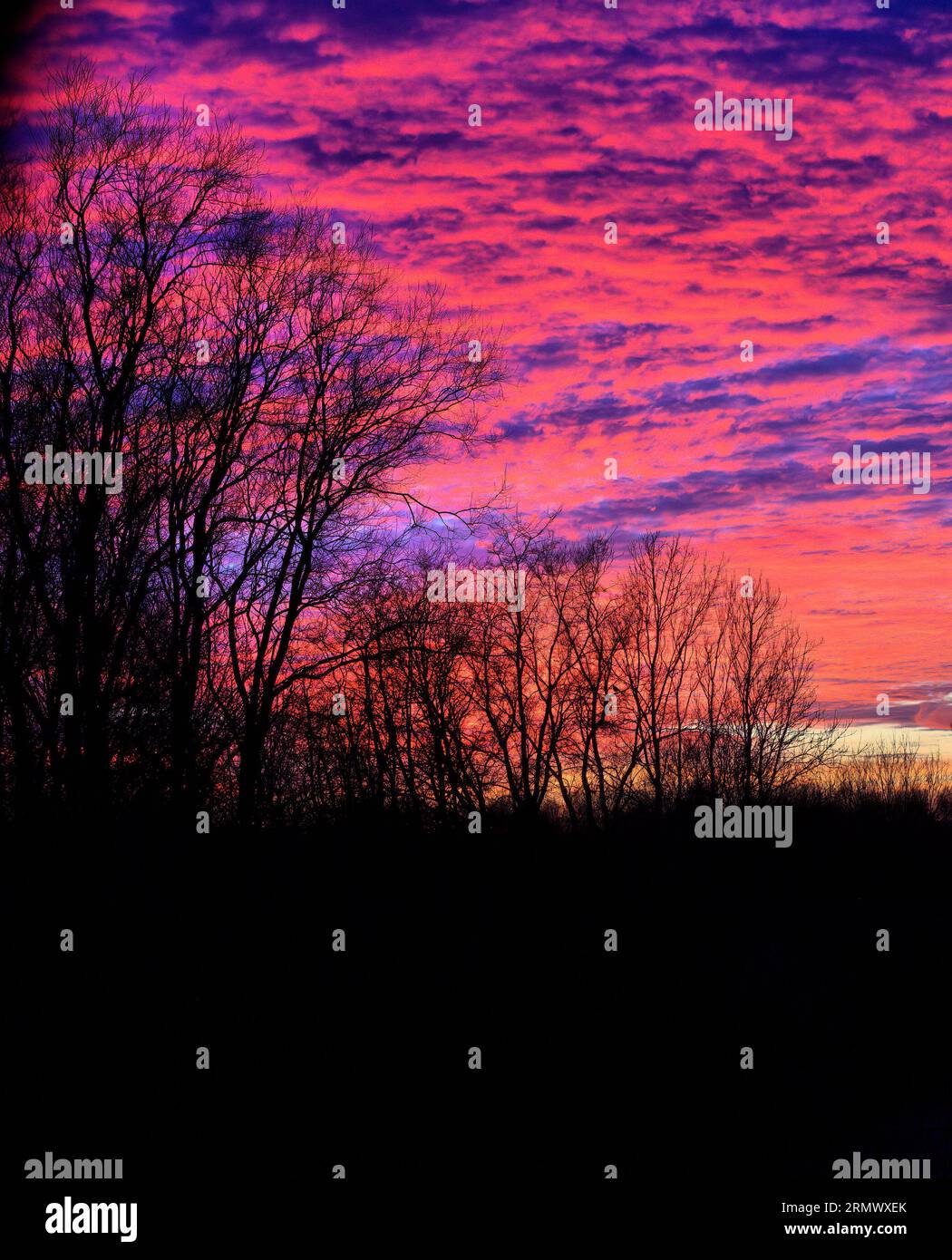 Cielo e ombre degli alberi al tramonto Foto Stock