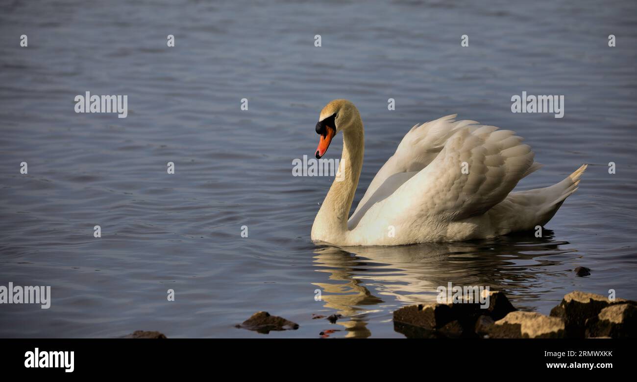 Swan che nuota graziosamente vicino alla riva di un lago Foto Stock
