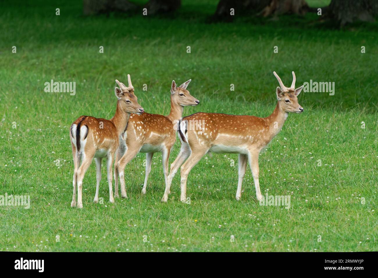 Fallow Deer Doe - (Dama dama) con i suoi fawn. Foto Stock