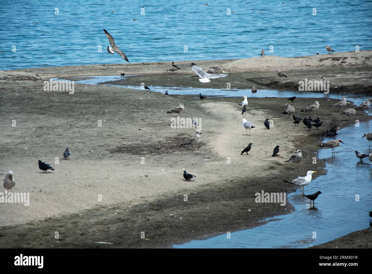 Diversi tipi di uccelli e uccelli marini - gabbiani del Caspio, gabbiani dalle zampe gialle, piccioni e corvi, seduti vicino a una trincea d'acqua su una spiaggia in riva al mare. Hori Foto Stock