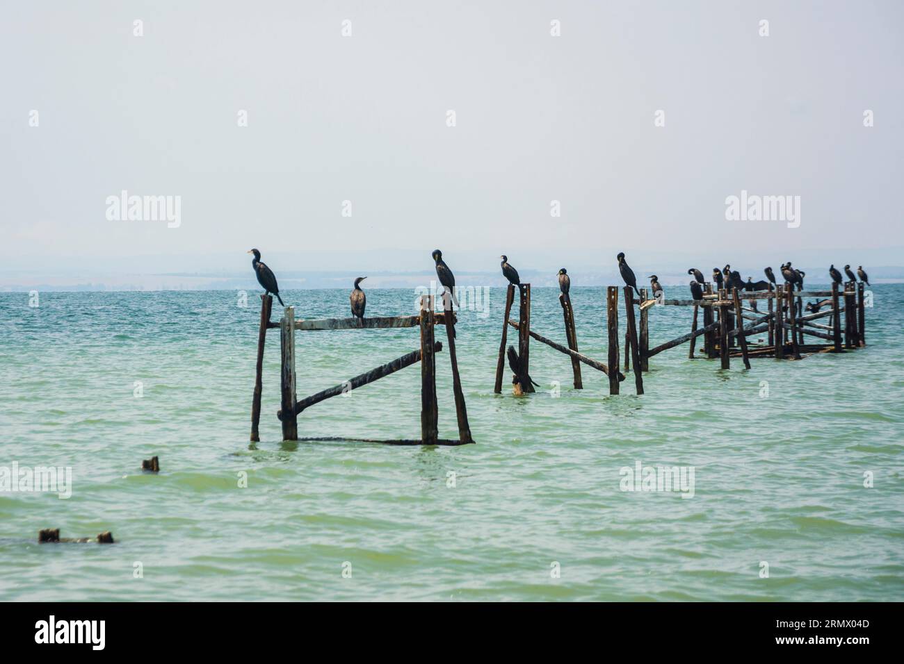 Ammira gli uccelli seduti su colonne di legno nel mare calmo vicino alla riva - Mar Nero, regione di Burgas, Bulgaria. Foto Stock