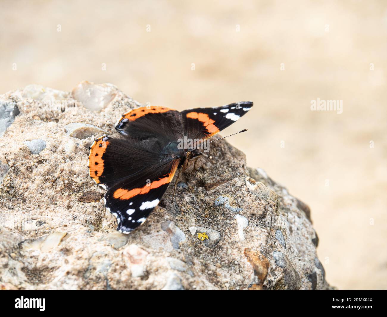 Un primo piano di una farfalla rossa ammiraglio (Vanessa atalanta) appoggiata su una roccia Foto Stock