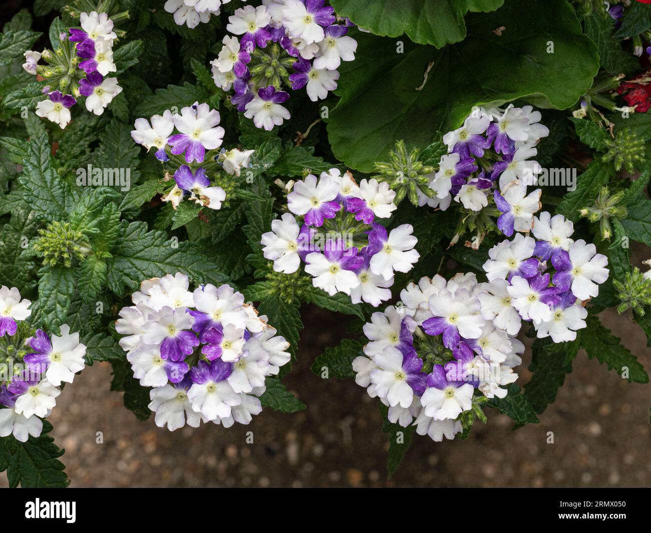 Un gruppo di fiori viola e bianchi di Verbena "Showboat Blue Fizz" Foto Stock