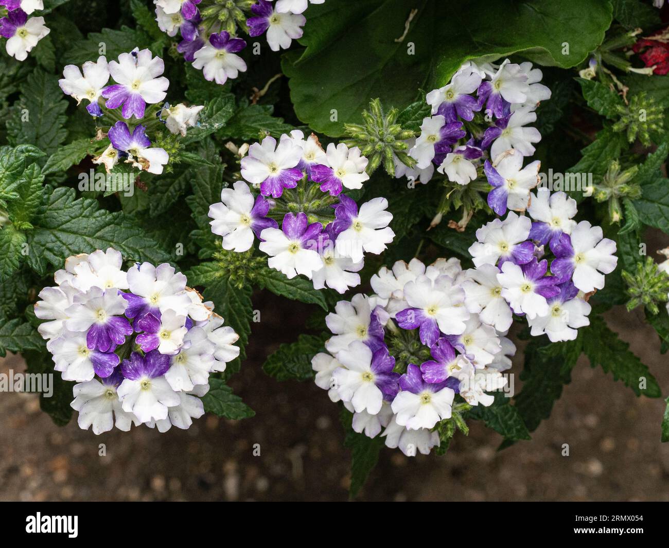 Un gruppo di fiori viola e bianchi di Verbena "Showboat Blue Fizz" Foto Stock