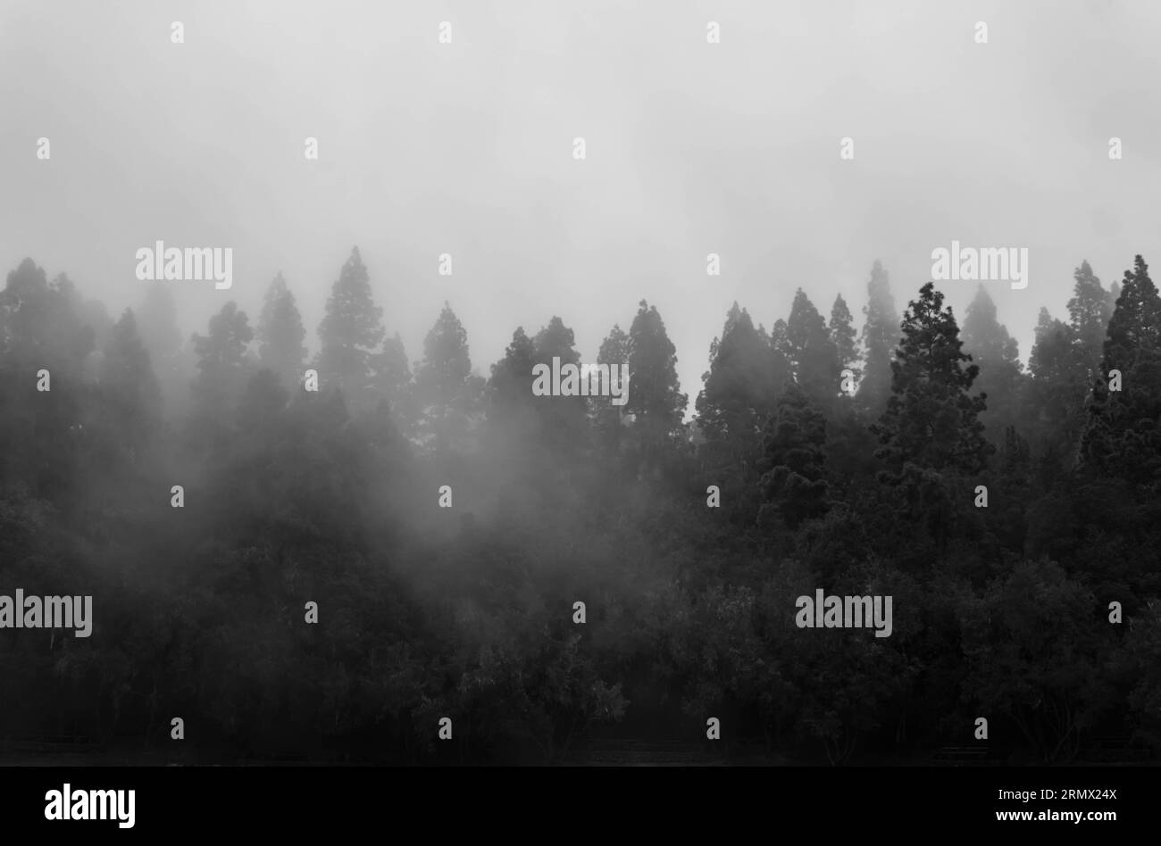Foggy Forest. Abeti nelle nuvole. Boschi nebbiosi con cime degli alberi nella nebbia Foto Stock