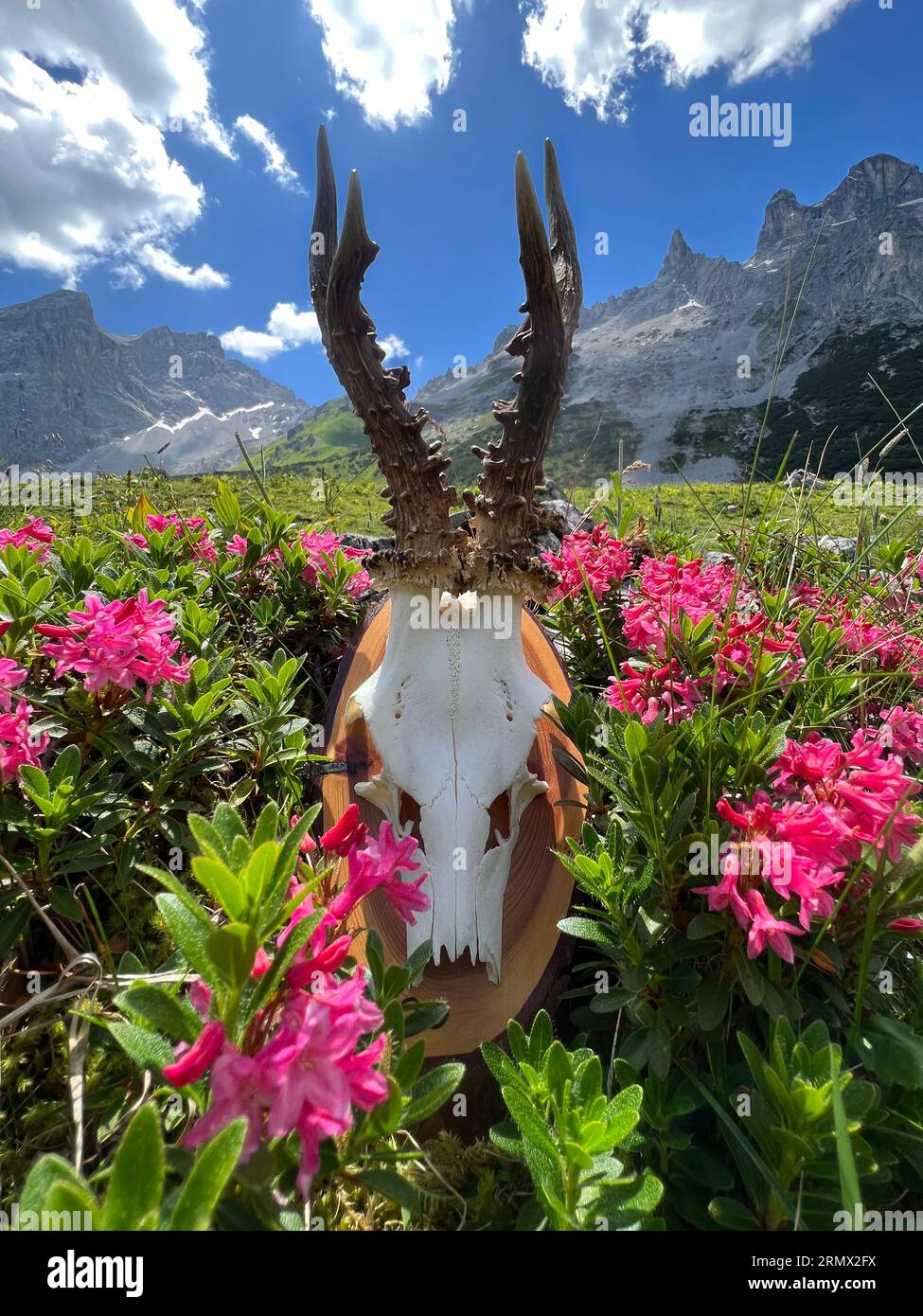 Roebuck antler nelle alte montagne del Montafon (Drei Türme, Gauertal Vorarlberg). Foto Stock