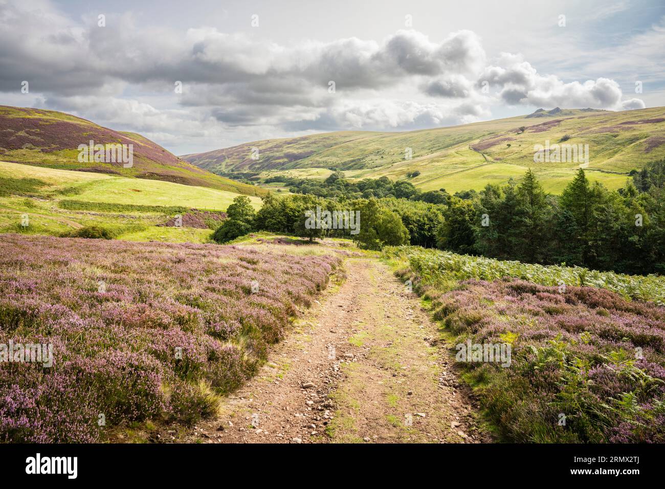 Cheviot Hills, Northumberland - Vista est attraverso la valle di Harthope sul sentiero che porta a Cheviot Foto Stock