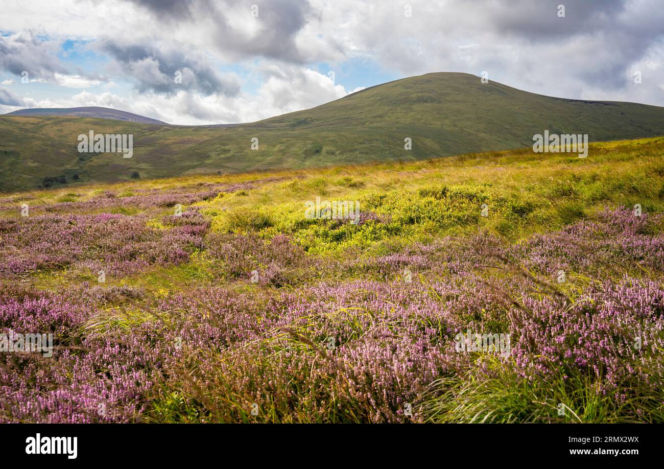 Hedgehope Hill da Cheviot nel Northumberland National Park Foto Stock