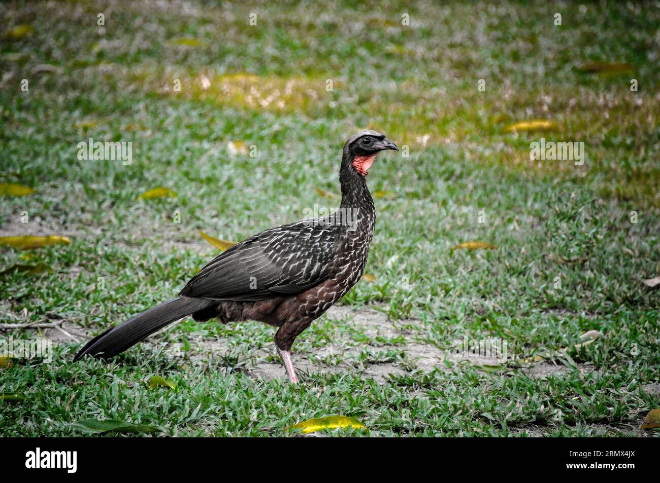 Guan a gambe dusky, Penelope obscura, nel Pantanal, Mato grosso, Brasile, sud America Foto Stock