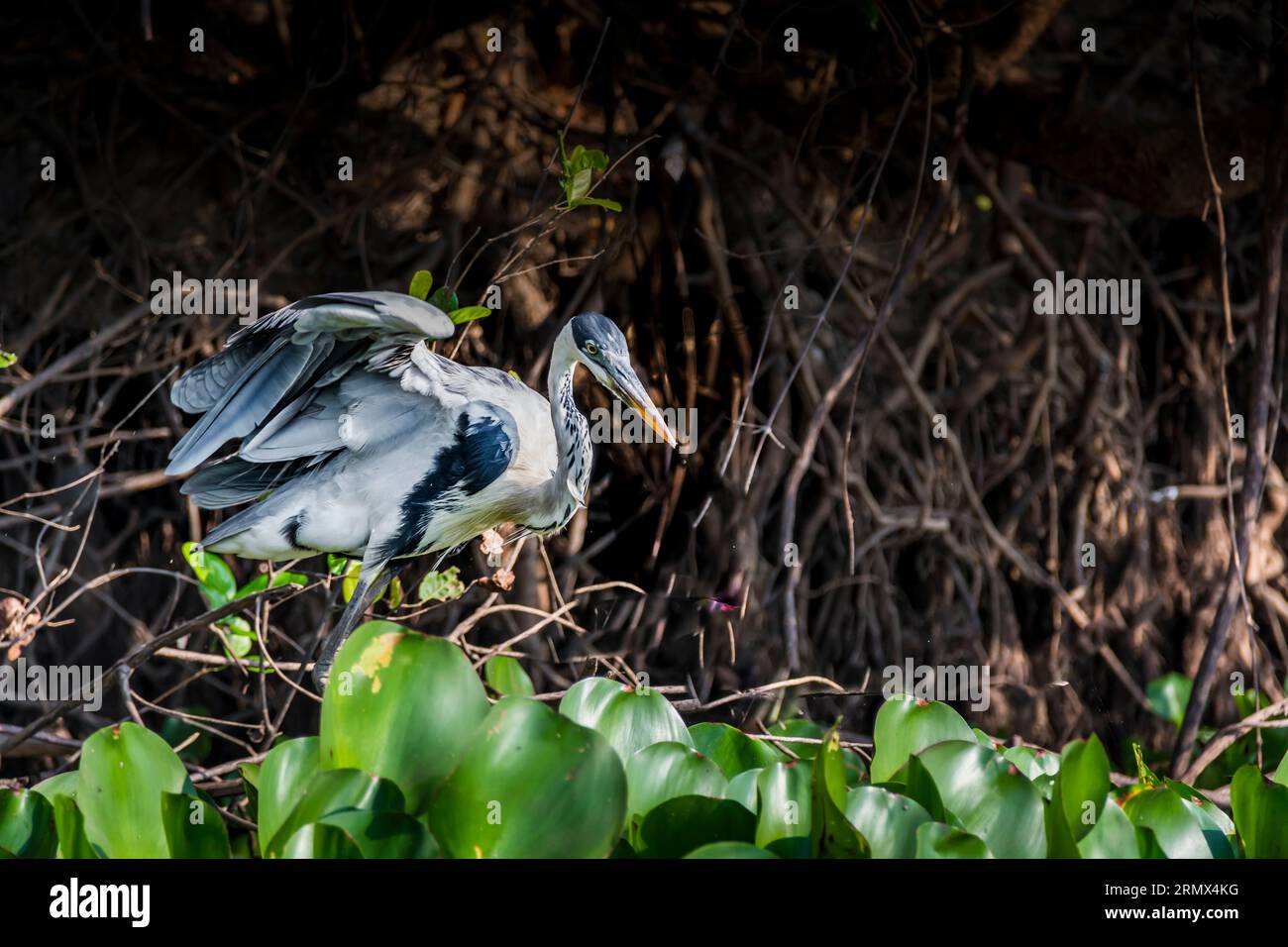 Cocoi Heron o Heron dal collo bianco, Ardea cocoi, che si getta in un fiume nel Pantanal, Mato grosso, Brasile Foto Stock