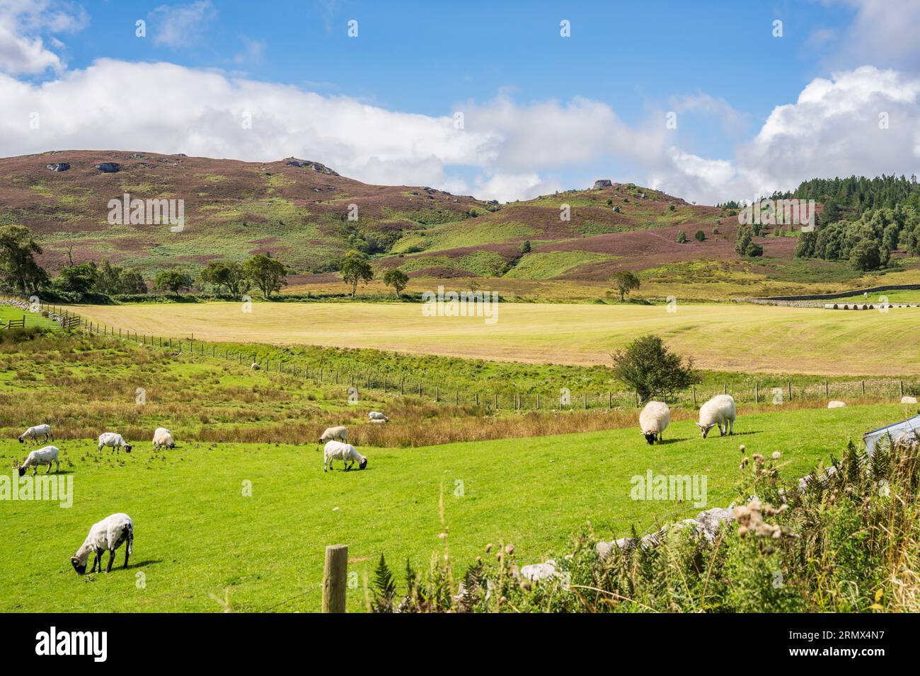 Paesaggio coltivato e riserva naturale di Harbottle Hills nel Northumberland National Park Foto Stock