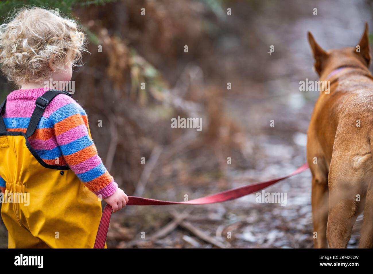 un bambino che cammina un cane in piombo nella foresta selvaggia insieme camminando in un parco in australia in primavera Foto Stock