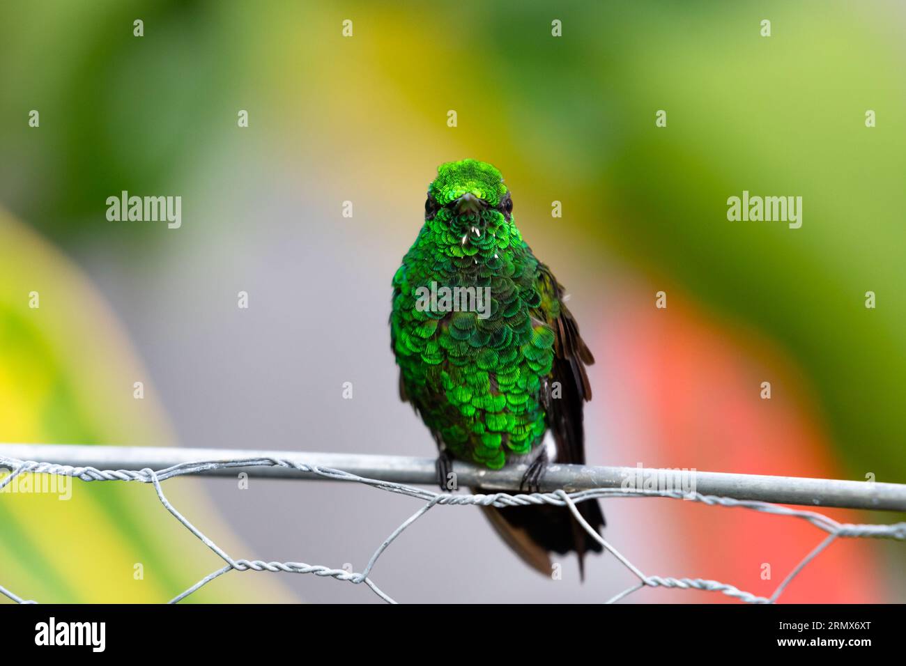 Amazilia Tobaci, un colibrì verde scintillante arroccato in rame, arroccato su una recinzione metallica con sfondo colorato Foto Stock