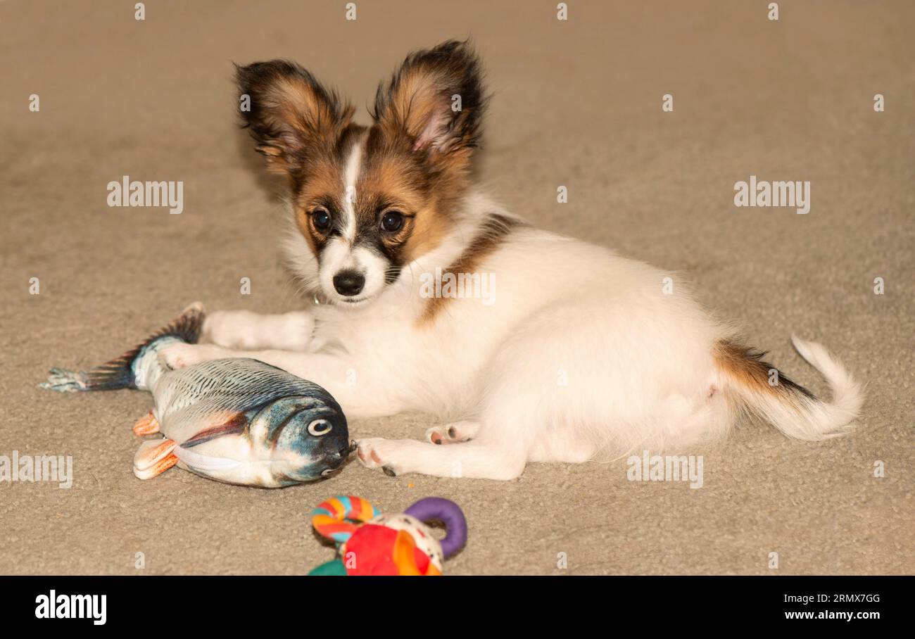 Papillon cucciolo è un piccolo cane giocattolo intelligente razza spaniel noto per i lunghi capelli sulle orecchie o le orecchie a farfalla e la coda a pennacchio Foto Stock