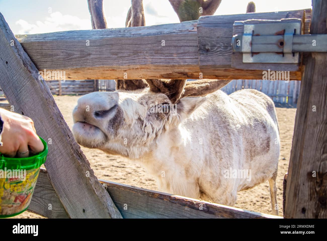 Renne nella fattoria. Estate nel nord. Teriberka, regione di Murmansk, Russia - 19 luglio 2023. Foto Stock