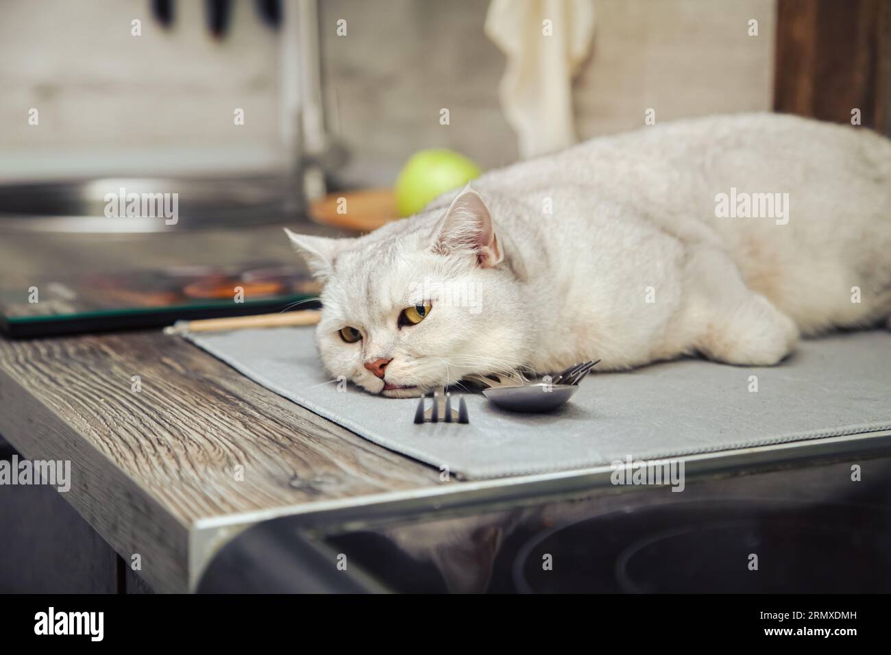 Gatto d'argento britannico shorthair sdraiato sul tavolo della cucina. Foto Stock