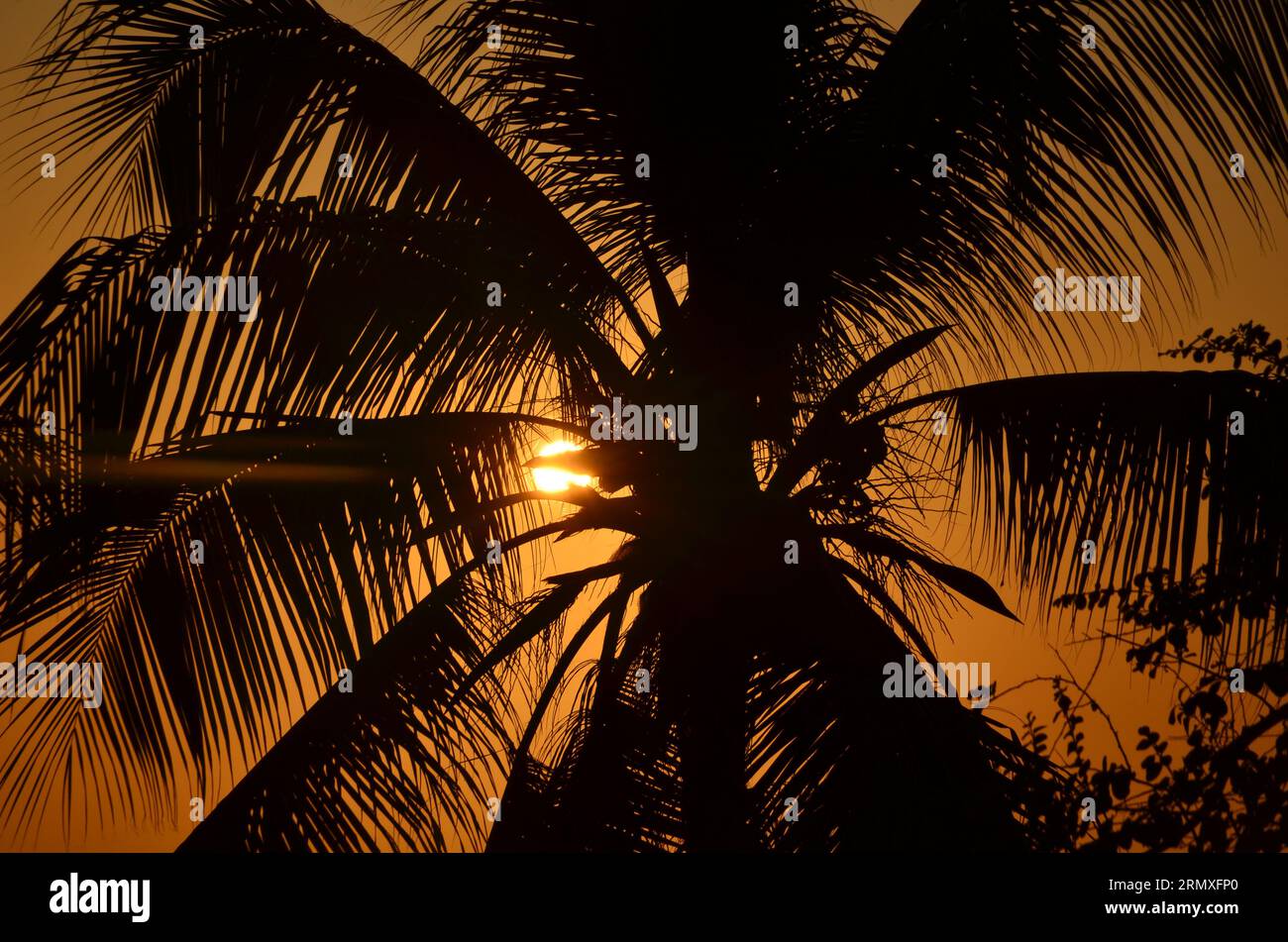 Sagoma di una palma in un meraviglioso tramonto a Curaco Foto Stock