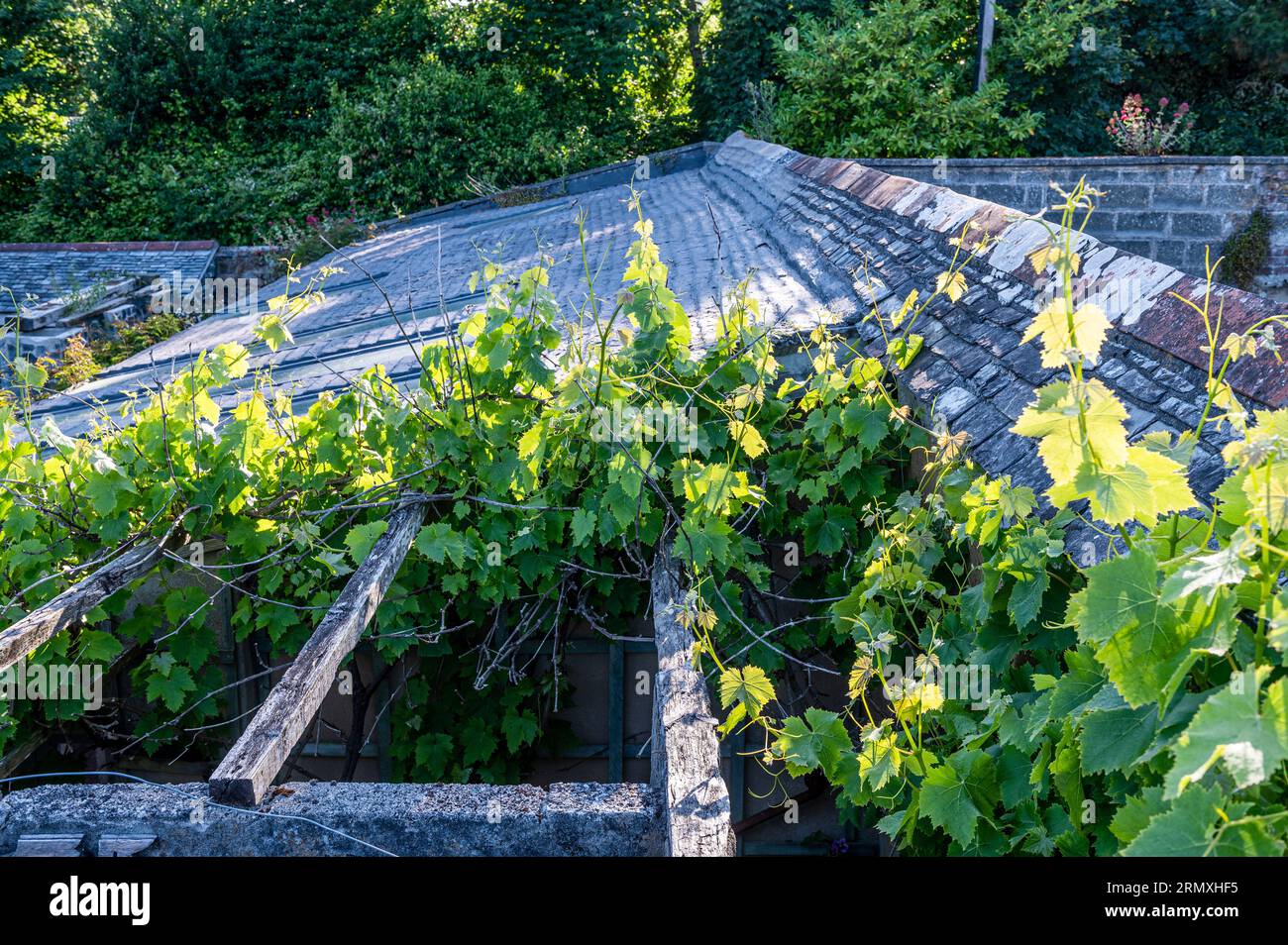 Vinees cimb abbellì il pergolato fino al tetto della conversione floreale del XVIII secolo vicino a Penzance in Cornovaglia, Regno Unito Foto Stock