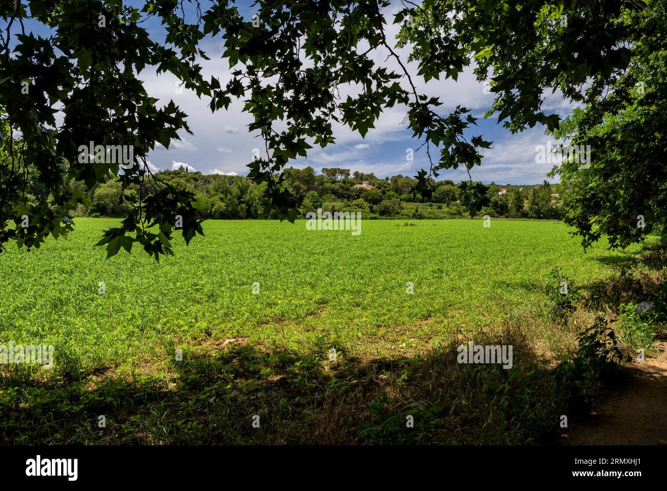 Campi verdi e una casa nella foresta di Santa Eulàlia de Roncana (Vallès Oriental, Barcellona, Catalogna, Spagna) ESP: Campos verdes y una casa Foto Stock