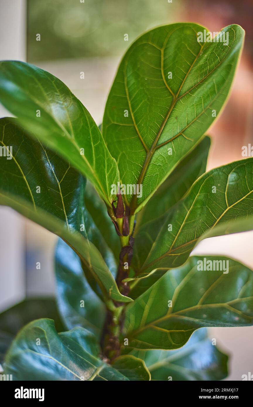 Foglie dettagliate di Ficus Lyrata. Concetto di cura delle piante in interni. Foto Stock